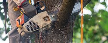 How Our Tree Care Process Works  in  Hebron, PA