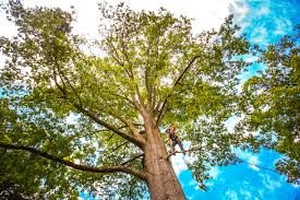 Tree and Shrub Care in Hebron, PA