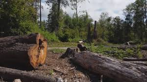 Best Tree Preservation Services  in Hebron, PA