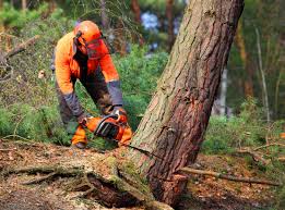 Best Tree Maintenance Programs  in Hebron, PA