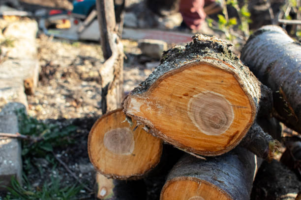 Hebron, PA Tree Care Pros