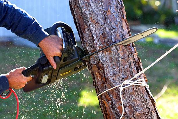 Best Palm Tree Trimming  in Hebron, PA