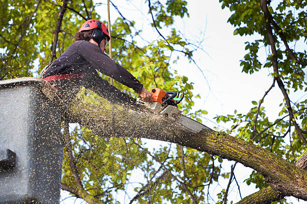 Trusted Hebron, PA Tree Care Experts